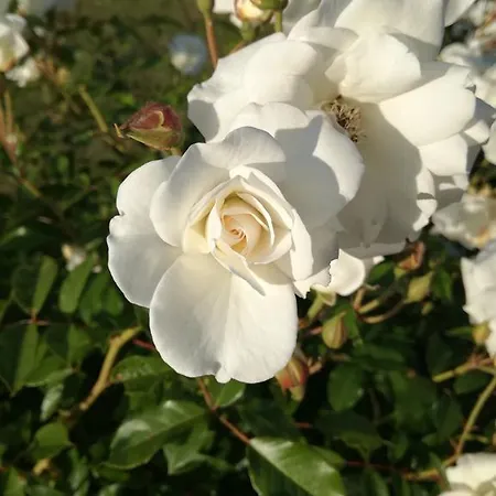 Sunset Colours Rozac * Umago