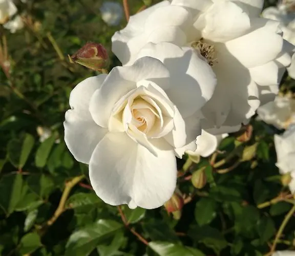 Sunset Colours Rozac * Umag